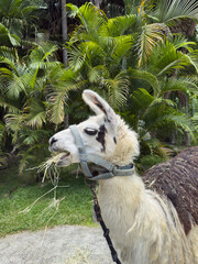 Obraz premium Side view of a white llama eating dry hay against a tropical background