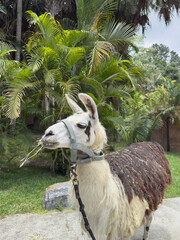 Obraz premium Side-profile portrait of a domestic llama on a farm – chewing grass outdoors with palm trees in the background
