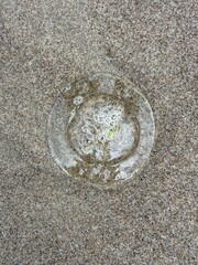 jellyfish on sand © Meghan