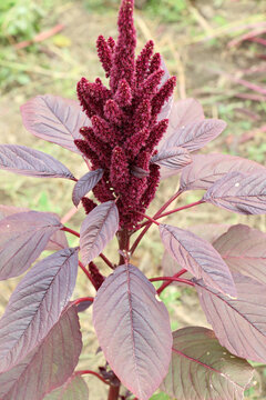 Summer flowering amaranth