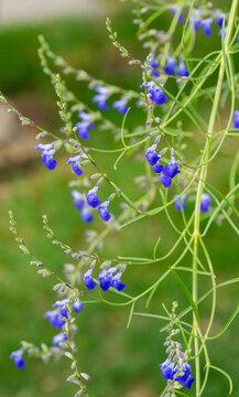 Salvia reptans 'West Texas'. Sauge cobalt ou West Texas Grass Sage producing superb cobalt blue flowers at the ends of thin, slender stems with few needle-like leaves
