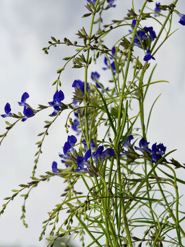 Clump of Salvia reptans 'West Texas' or creeping sages, with slender stems and needle-like green foliage, bearing cobalt blue flowers in loose spikes at their tips

