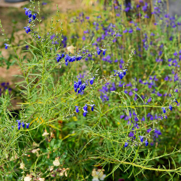 West Texas Grass Sage (Salvia reptans 'West Texas') Superb plant adorned with clusters of small blue flowers in loose spikes atop slender, flexible, cascading stems covered with fine green leaves