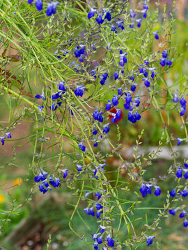 Salvia reptans - West Texas Grass Sage or Creeping Sage. Stems grouped arching clumps, adorned at their tips with deep blue inflorescences, in loose spikes above fine green leaves