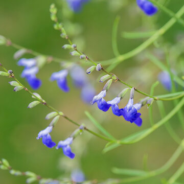 Clusters of West Texas Grass Sage (Salvia reptans 'West Texas') flowers with cobalt blue corollas in spikes at the end of a slender, upright stem