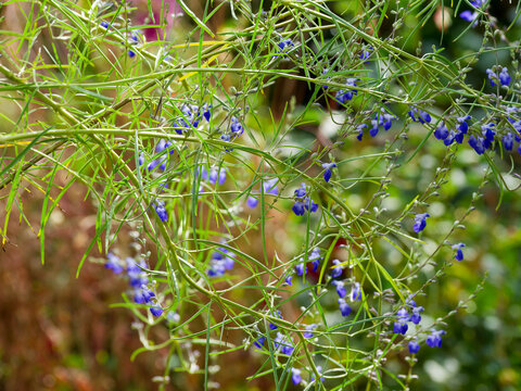 Salvia reptans 'West Texas' - Bushy plant with slender, clustered and spreading stems, inclined and upright, with deep blue summer inflorescences and narrow  green leaves needle-shade.