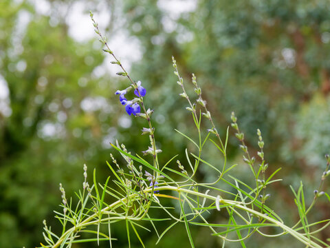 Salvia reptans 'West Texas' | West Texas Grass Sage with slender, flexible, cascading stems bearing needle-shade green foliage and deep blue summer flowers in spikes at the top of an upright stem