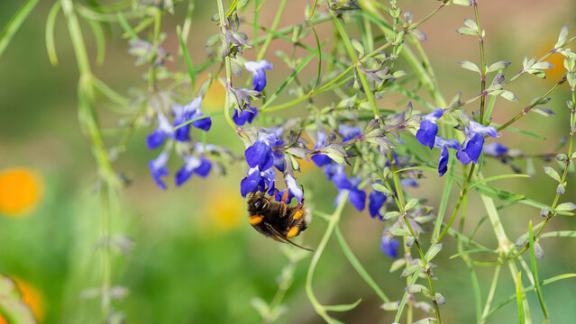 Bombus terrestris, A buff-tailed bumblebee (Bombus terrestris) enjoying the nectar of cobalt blue flowers of West Texas Grass Sage or Creeping sage (Salvia reptans 'West Texas')
