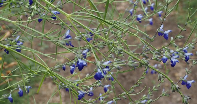 Salvia reptans 'West Texas' - Cobalt blue flowers of West Texas Grass Sage or creeping sage on tall, arching stems, draped with fine, needle-like green leaves