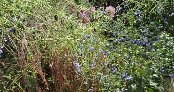 West Texas Grass Sage (Salvia reptans 'West Texas') Bushy plant with long thin flexible, wispy and curved stems bearing narrow green leaves and adorned with intense blue flowers

