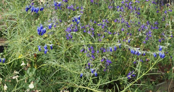 Dense clump of Salvia reptans 'West Texas' or West Texas grass sage with long stems bent under the weight of clusters of small blue flowers and fine, needle-like leaves swaying in the breeze
