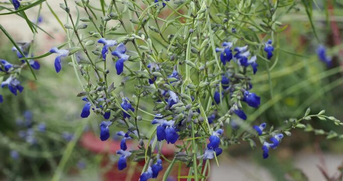 (Salvia reptans 'West Texas') West Texas Grass Sage. Wild and decorative sage adorned with clusters of cobalt blue flowers arranged in spikes at the end of thin and sparsely branched stems