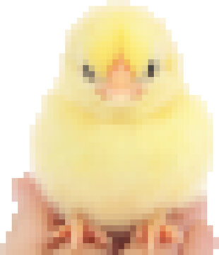 Adorable yellow chicken chick for springtime designs and pet enthusiasts. Pixel art, 8-bit, transparent background