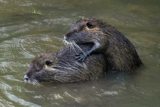 Pair of Nutria Mating in Murky Water