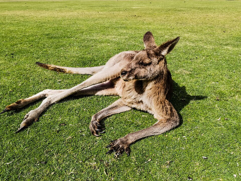 Eastern grey kangaroo lying relaxed on sunlit green grass with outstretched legs and long claws