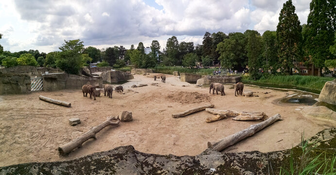 Group of Asian elephants including a calf walking in a large zoo enclosure with rocks, logs and a pond