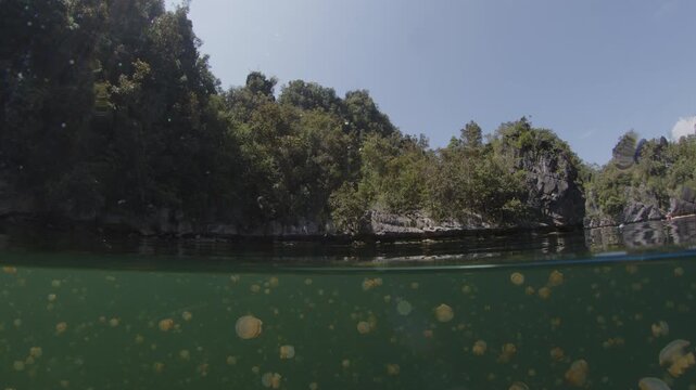 Isolated marine lake full of stingless Papuan jellyfish (Mastigia papua), splitted above and underwater footage. Misool Archipalago, Raja Ampat, Indonesia