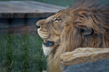 Male Lion Roaring Profile View Outdoors © Miro