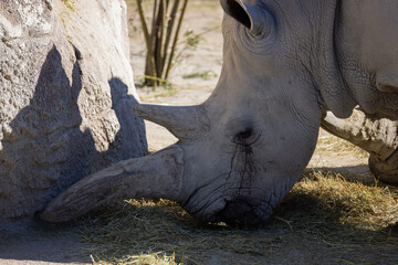 African white rhino running in National park of Kenya, Africa © Philip
