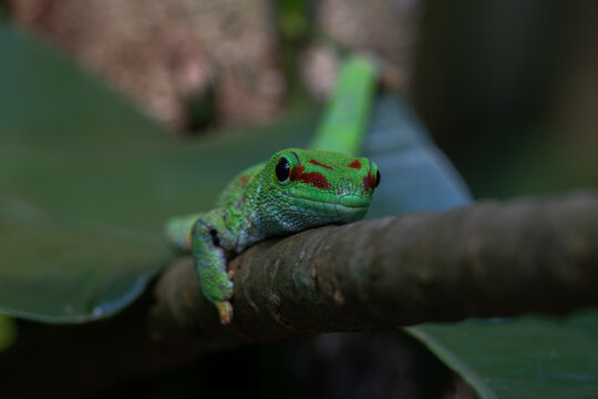 Phelsuma Gecko (Phelsuma madagascariensis) in natural habitat on tree. Amber Mountain, Madagascar wildlife and wilderness
