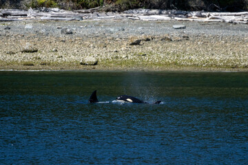 Fototapeta premium Orca and Calf Surfacing Beside a Driftwood-Lined Beach