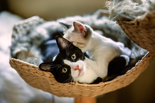 cats in a basket