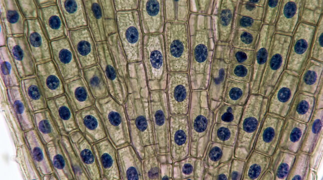 Microscopic view of onion root tip cells showing nuclei under light microscope. Concept of plant cells, cell division, botany, biology, nucleus, science, cell wall, histology.