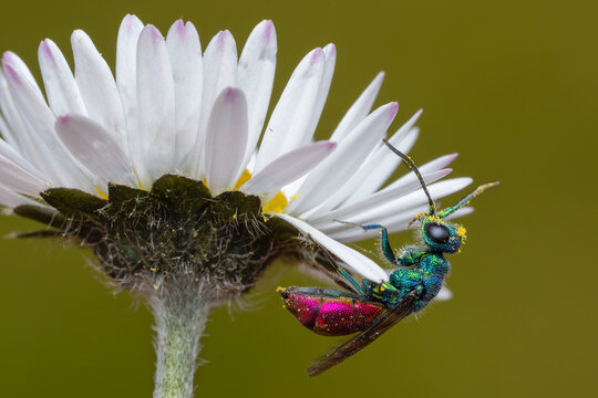 ruby-tailed wasp - Chrysis ignita, tiny beautiful common cuckoo wasp from European meadows and sunny places, Czech Republic.