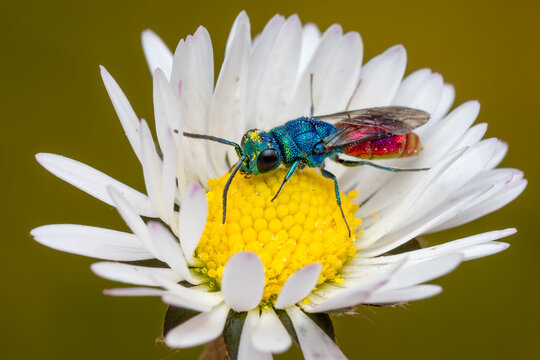 ruby-tailed wasp - Chrysis ignita, tiny beautiful common cuckoo wasp from European meadows and sunny places, Czech Republic.