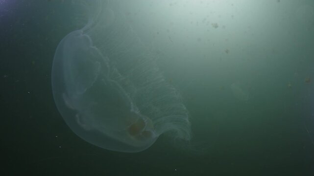 The Moon jellyfish (Aurelia aurita) swims in the isolated marine lake with the Papuan jellyfish on the background. The species were isolated to the marine lake and underwent various adaptations