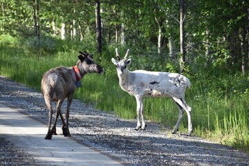 reindeer © Andrea