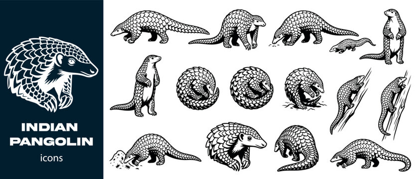 Indian pangolin icons set featuring detailed vector illustrations for