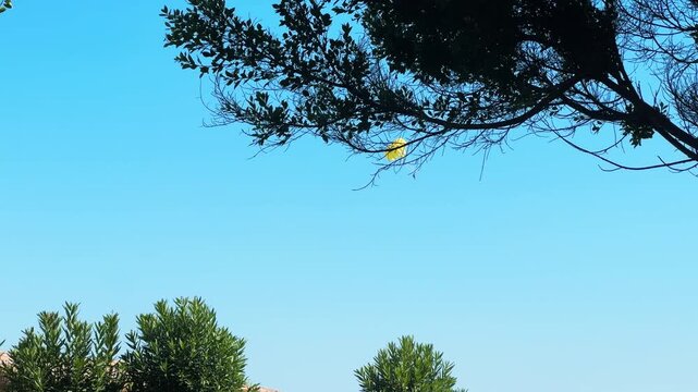 Footage of a parasail parachute flying in a clear blue sky seen through pine tree branches, parasailing water sport activity at a seaside resort, summer vacation. High quality 4k footage
