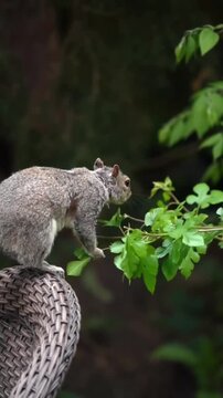 Gray Squirrel Reaching for and Eating Green Leaves in the Forest