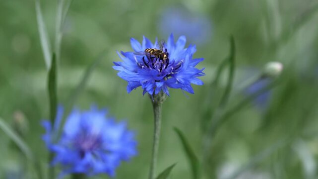 Macro Shot of a Hoverfly Landing on Vivid Blue Cornflower Centaurea Cyanus Petals Concept of Nature Pollination