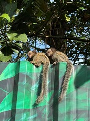 monos en brasil © Carolina