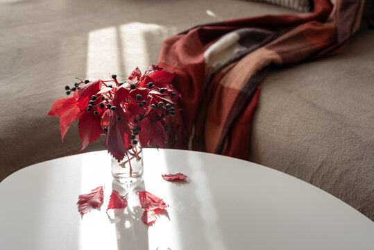 Still life composition with vibrant red autumn leaves in glass vase and plaid blanket on sofa
