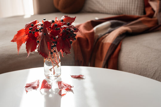 Autumnal red leaves and berries in vase on white table with cozy blanket on couch