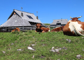 Cattle resting near traditional shepherd huts at Velika Planina, Slovenia © Anja
