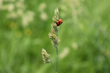 Two ladybugs on wild grass © Anja