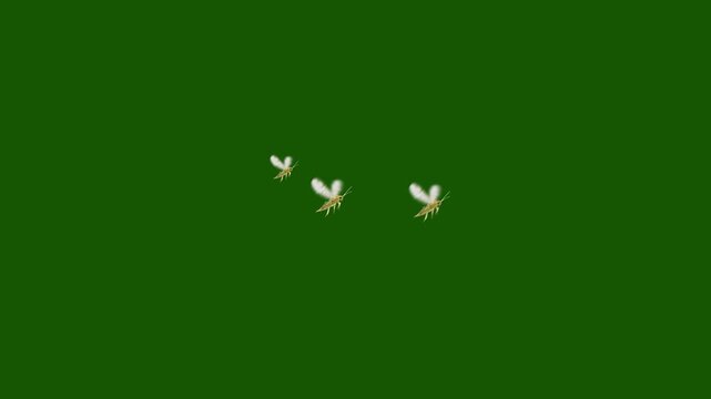 Corn Borers Flying on Green Screen, Swarm of Insects Chroma Key Footage, Group of Pest Moths Isolated on Green Screen Background