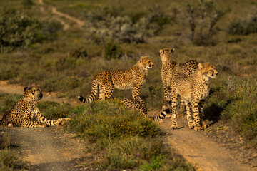 Four Young Cheetahs Alert in the South African Winter Sun © Balaji
