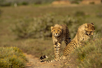 Two Cheetahs Resting and Alert in South African Savanna © Balaji
