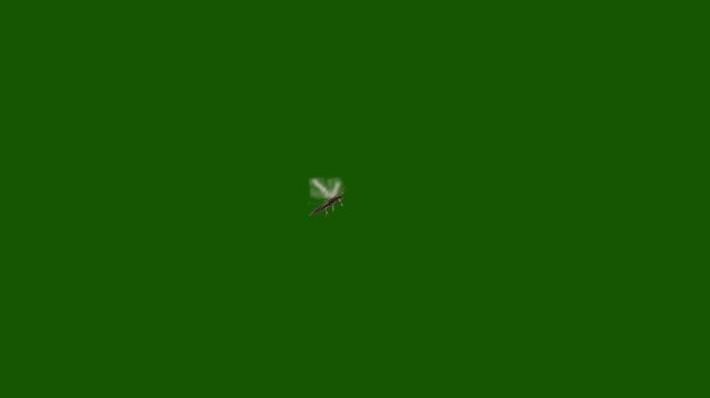 flying single thrip insect isolated on a green screen chroma key background for agricultural pest and plant damage concepts