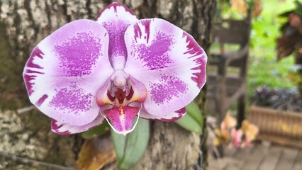 Orquidea © Agnaldo