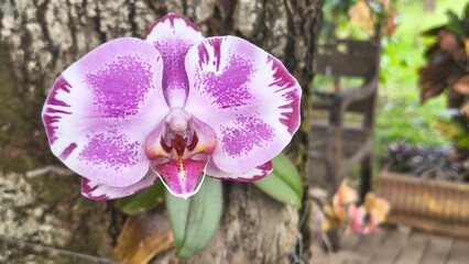 Orquidea © Agnaldo