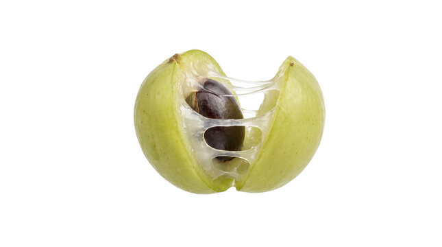 Green lasora fruit split open showing sticky pulp and seed, fresh gunda berry for pickling, organic cordia dichotoma botanical specimen isolated PNG with Transparent Background