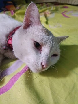 White Domestic Cat Lying Comfortably on Soft Bedding