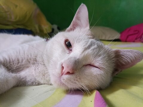 Close-Up of a White Cat Relaxing on a Colorful Bed