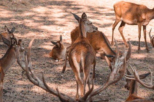 cerf et biche 